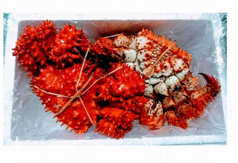 【北海道根室産】花咲ガニ2尾(計1.6kg前後) C-57018