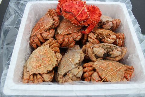 ＜12月21日決済分まで年内配送＞【北海道根室産】クリガニ13～17尾(計4kg前後)、花咲ガニ1尾 C-57026