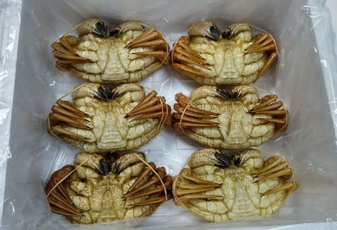 ＜12月21日決済分まで年内配送＞【北海道根室産】クリガニ6尾(計1.8kg前後) C-57037