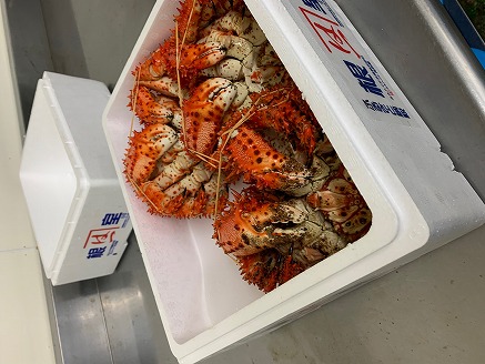 <年内配送可>浜ゆで花咲がに活時700～900g前後×3尾 C-60002