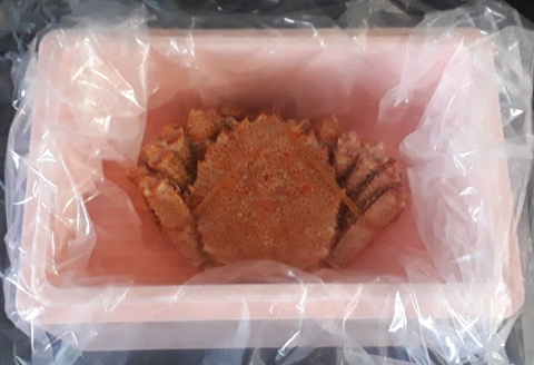 毛蟹700g×1尾 C-66016