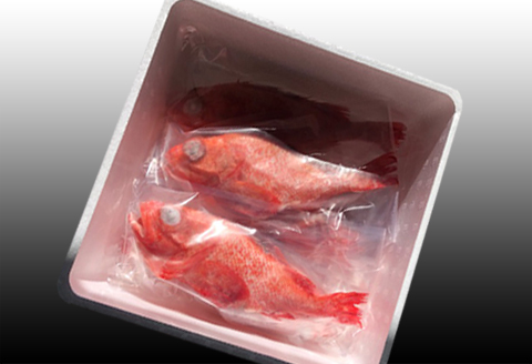 【北海道根室産】キチジ(キンキ・めんめ)×3～5尾(下処理済) C-70069