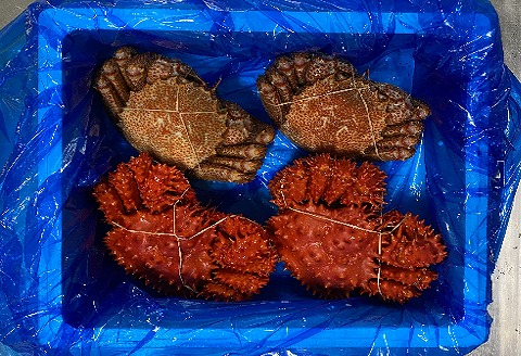 ＜12月21日決済分まで年内配送＞【北海道根室産】毛がに・花咲がに各500g前後×2尾 D-21006