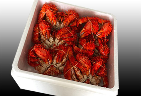 ＜12月21日決済分まで年内配送＞【北海道根室産】花咲かに500～650g×6尾 D-30043