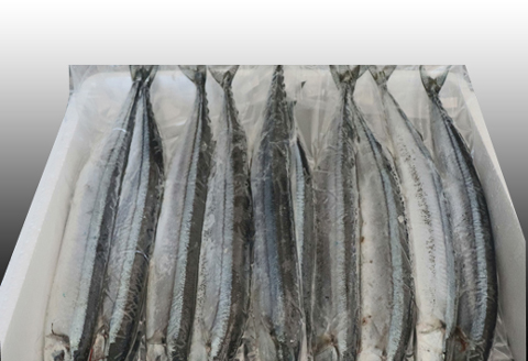 【北海道根室産】冷凍さんま60尾 D-36002