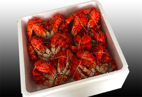 ＜12月21日決済分まで年内配送＞【北海道根室産】花咲かに500～650g×6尾 D-36045