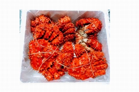 ＜12月21日決済分まで年内配送＞【北海道根室産】花咲ガニ2～4尾(計3.4kg前後) D-57012