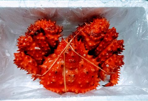 ＜12月21日決済分まで年内配送＞花咲がに1.8～2.0kg前後×1尾 D-57014