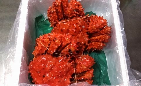 ＜12月21日決済分まで年内配送＞花咲がに2尾(計2.5kg前後) D-57015