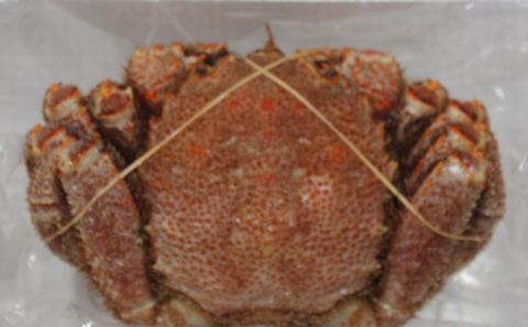 ＜12月21日決済分まで年内配送＞【北海道根室産】毛ガニ1.0kg以上×1尾 D-57019