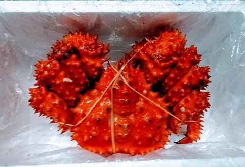 【北海道根室産】花咲ガニ1.2㎏前後×1尾 D-57025