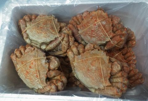 ＜12月21日決済分まで年内配送＞【北海道根室産】クリガニ12尾(計3.6kg前後) D-57030