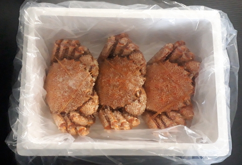 毛蟹600g×3尾 D-66013