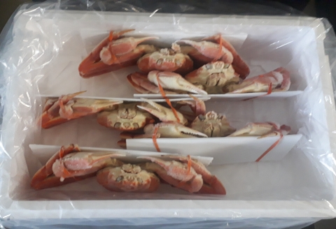 ずわい蟹600g×5尾 D-66014