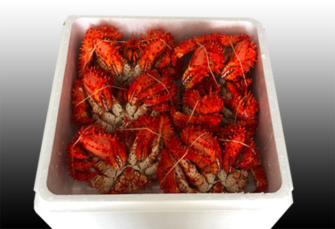 ＜12月21日決済分まで年内配送＞【北海道根室産】花咲かに500～650g×6尾 D-70046