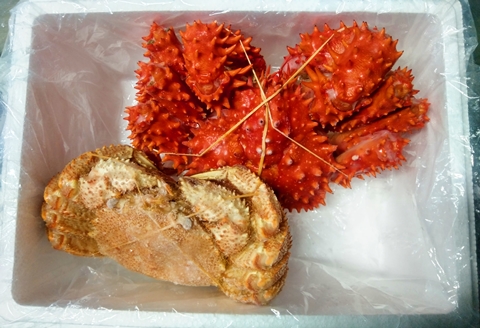 ＜12月21日決済分まで年内配送＞【北海道根室産】花咲ガニ1尾、毛ガニ1尾(2種計1.7kg前後) E-57001