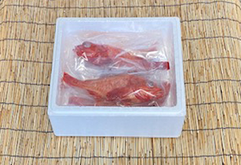 【北海道根室産】キチジ(メンメ・キンキ)7尾～11尾(下処理済) E-76001