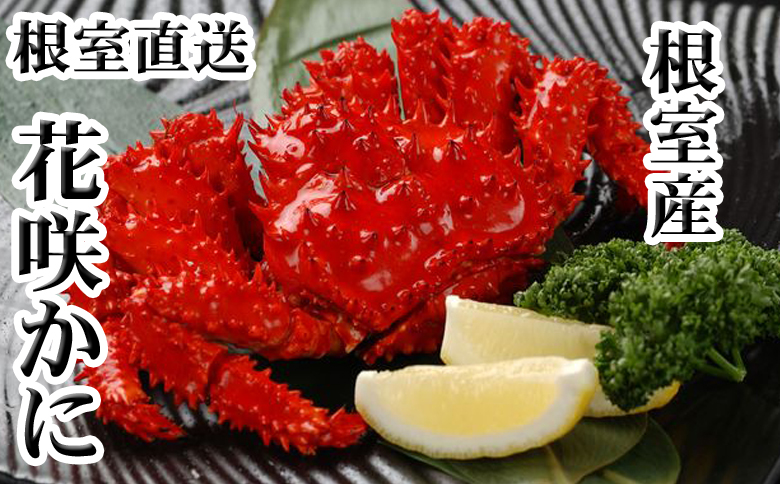【北海道根室産】花咲かに500g前後～650g前後×1尾 A-30054