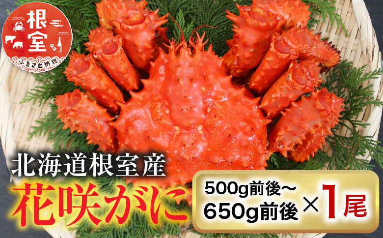 【北海道根室産】花咲かに500g前後～650g前後×1尾【12/31決済分まで1月中配送】 A-36054