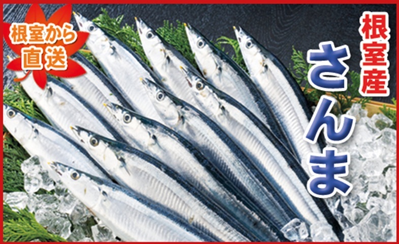 【北海道根室産】冷凍生サンマ20尾（真空パック5尾入×4P） A-71050