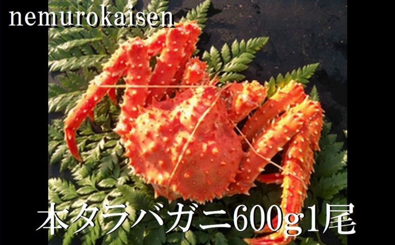 【北海道根室産】本タラバガニ600g前後×1尾 B-57029
