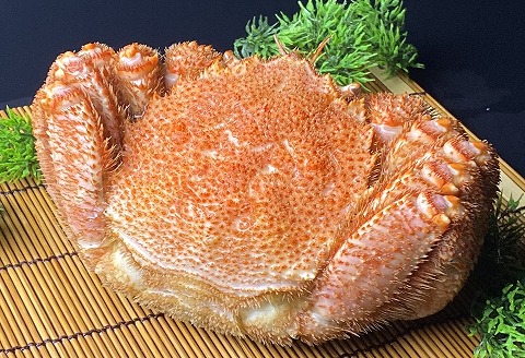 【12/31決済分まで1月中配送】 毛がに800g前後×1尾 C-21009