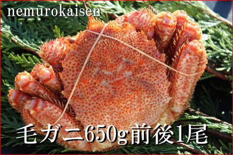 ＜12月21日決済分まで年内配送＞【北海道根室産】毛ガニ650g前後×1尾 C-57016