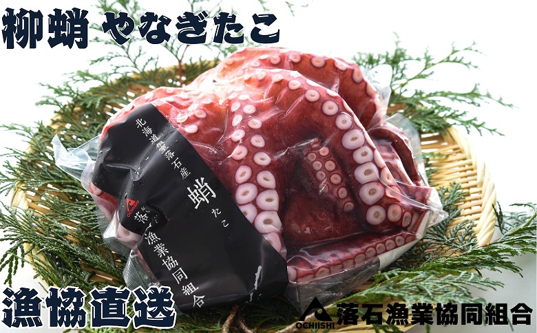 ＜12月14日決済分まで年内配送＞【北海道根室産】柳蛸ボイル3杯(計3kg) F-20010