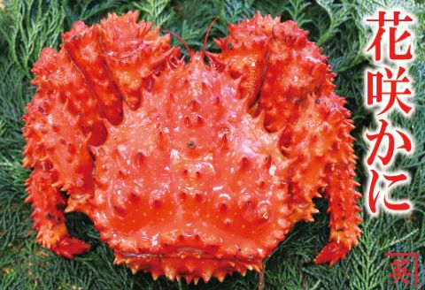 【北海道根室産】花咲蟹800～900g×1尾 A-27025