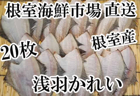 【北海道根室産】根室海鮮市場＜直送＞一夜干し浅羽かれい20枚 A-28059