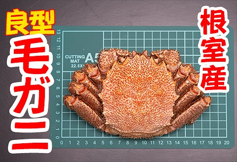 【北海道根室産】茹で毛がに約450g×1尾 A-45005