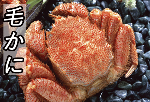 ＜12月21日決済分まで年内配送＞毛かに400g前後～550g前後×1尾 B-36021