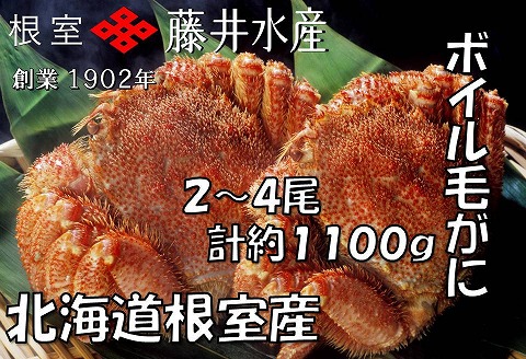 【北海道根室産】ボイル毛がに2～4尾(計約1.1kg) B-42079