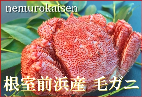 ＜12月21日決済分まで年内配送＞【北海道根室産】毛がに450～500g×1尾 B-57025