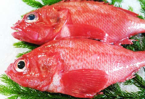 【北海道根室産】キンキ(下ごしらえ済)2尾 B-72002