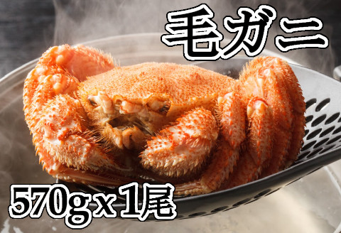 【北海道根室産】浜ゆで毛ガニ570g前後×1尾 B-83003