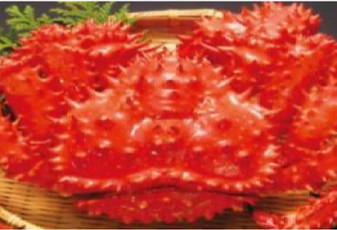 【北海道根室産】花咲ガニ800～900g×1尾 C-89003