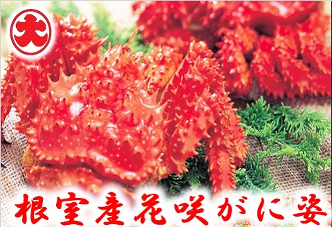 ＜12月21日決済分まで年内配送＞【北海道根室産】花咲がに姿1.2kg×1尾 C-01023