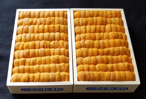 エゾバフンウニ弁当並べ詰め150ｇ×2折[2026年2月下旬以降順次発送] D-53037