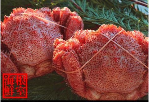 【北海道根室産】毛ガニ2尾(計800g以上) C-57012