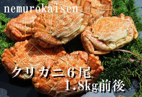 ＜12月21日決済分まで年内配送＞【北海道根室産】クリガニ6尾(計1.8kg前後) C-57037