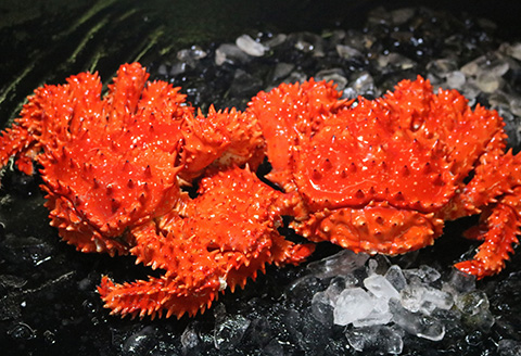 <年内配送可>浜ゆで花咲がに活時700～900g前後×3尾 C-60002