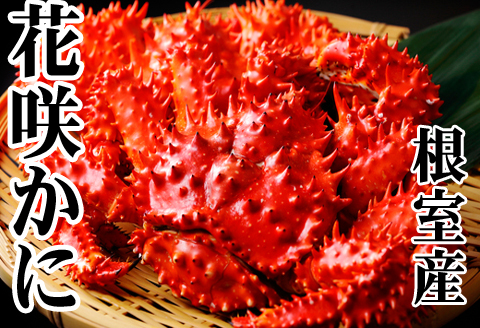 ＜12月21日決済分まで年内配送＞【北海道根室産】花咲かに500～650g×6尾 D-36045