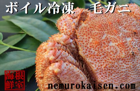 ＜12月21日決済分まで年内配送＞【北海道根室産】毛ガニ1.0kg以上×1尾 D-57019