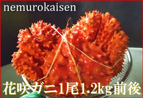 【北海道根室産】花咲ガニ1.2㎏前後×1尾 D-57025