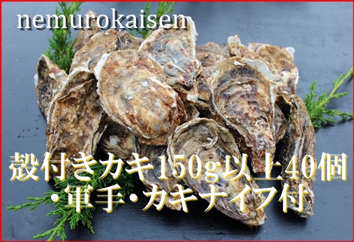 ＜12月21日決済分まで年内配送＞【北海道根室産】殻付カキ150g以上×40個 D-57028