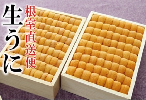 エゾバフンウニ並べ詰め150g×2折[2026年3月上旬以降発送] E-40028