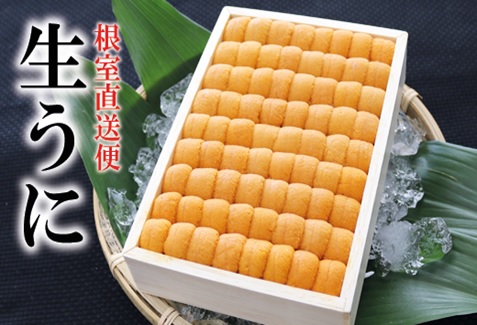 エゾバフンウニ並べ詰め250g×1折 E-71033