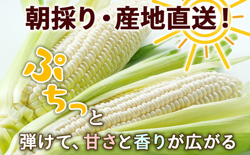 2026年夏発送 キリンのどごし生350ｍl 12缶＆白いとうもろこしピュアホワイト5本
