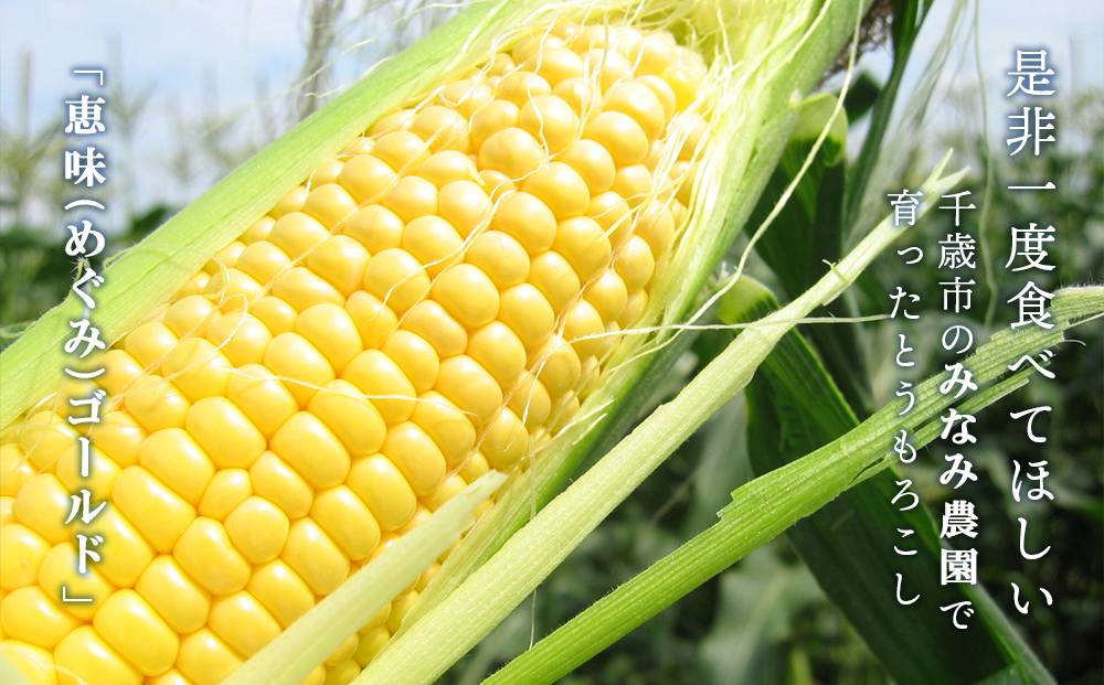 なんまら甘くて食べやすい！2026年 8月より出荷！「 恵味ゴールド 」15本セット とうきび とうもろこし 野菜 コーン 北海道 千歳